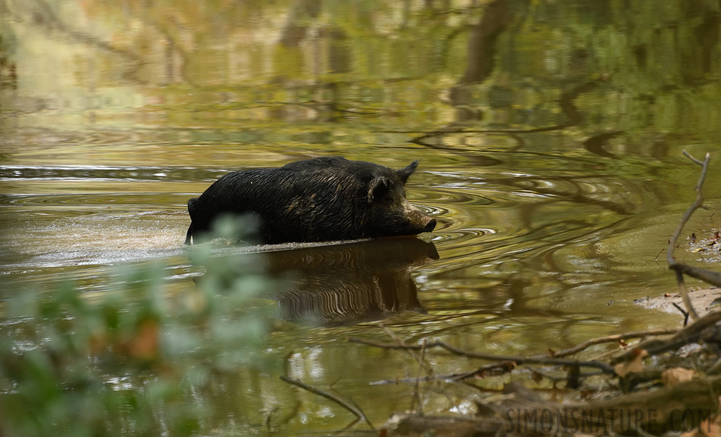 Sus scrofa domesticus [400 mm, 1/400 Sek. bei f / 7.1, ISO 2500]